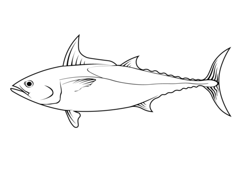 Little Tunny (Euthynnus Alletteratus) Coloring Page